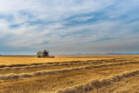 hollandada-hukumet-ile-ciftciler-arasindaki-gorusmelerde-anlasma-saglanamadi