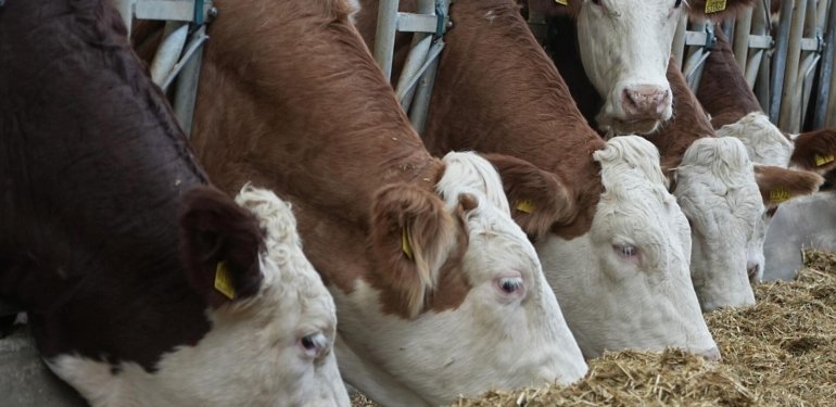 Mavi Dil Hastalığına Karşı Türkiye’de Alınan Önlemler