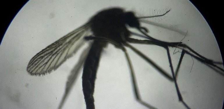 Sivrisineklerle Mücadelede Yeni Genetik Yöntemler