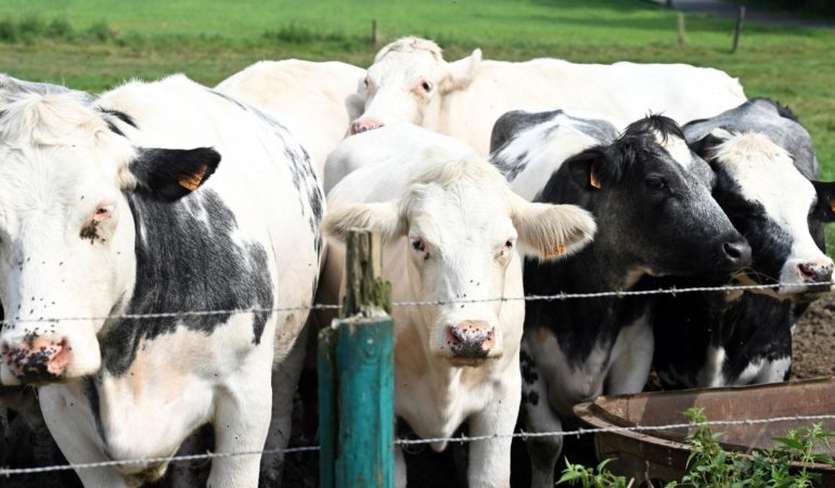 ABD’de Yeni Kuş Gribi Varyantı Sığırlarda Tespit Edildi