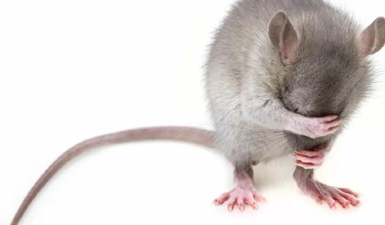 Transseksüel Laboratuvar Fareleri Üzerine Tartışmalar