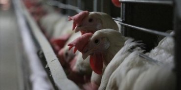 h5n5-kus-gribi-washingtonda-ilk-insan-olumu-ve-kuresel-risk-degerlendirmesi-7ayHkFx4.jpg