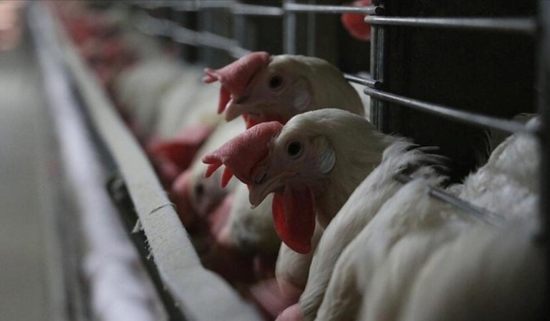 H5N5 Kuş Gribi: Washington’da İlk İnsan Ölümü ve Küresel Risk Değerlendirmesi