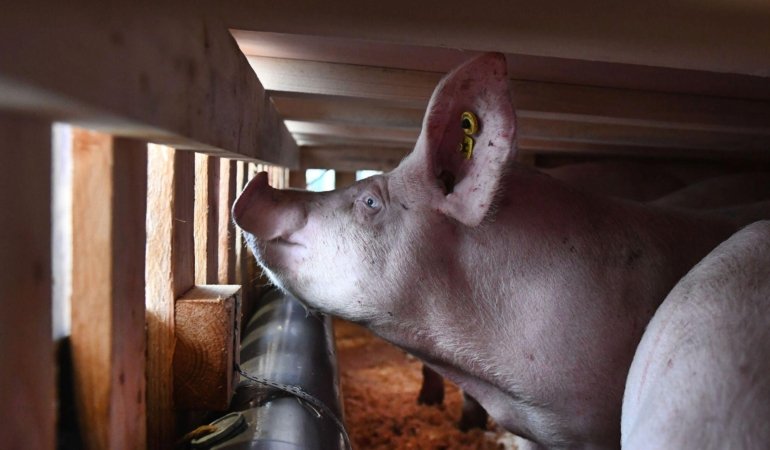 Katalonya’daki ASF Müdahalesi: Askeri ve Yerel Yönetim Denetiminde Aşısız Tehdit