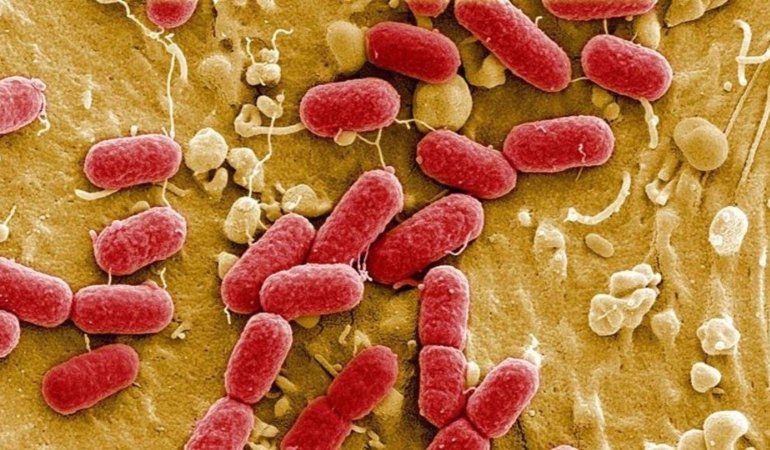 Bağırsak Bakterilerinin Beyin Üzerindeki Etkisine Yönelik Yeni Bulgular