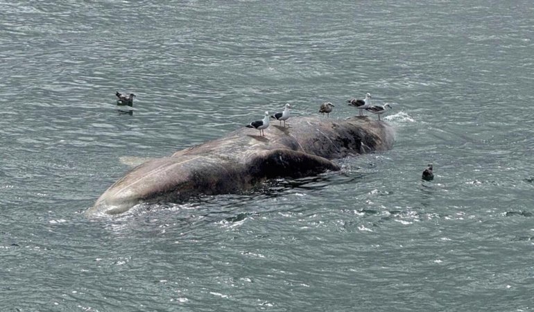Gri Balina Kıyılarımıza Yaklaşıyor: Körfezdeki Olaylar ve Göç Yollarındaki Değişim