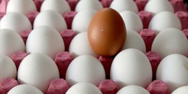abdde-gida-guvenligi-alarmi-yumurta-geri-cagirma-ve-salmonella-riskine-karsi-onlemler-nL4mGkbN.jpg