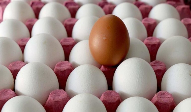 abdde-gida-guvenligi-alarmi-yumurta-geri-cagirma-ve-salmonella-riskine-karsi-onlemler-nL4mGkbN.jpg