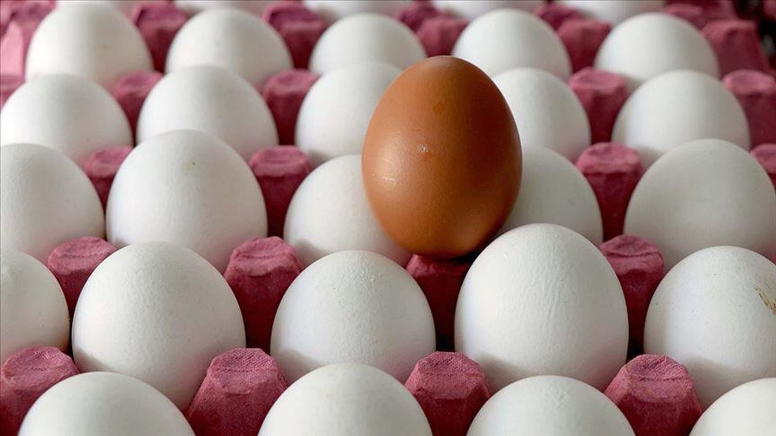 abdde-gida-guvenligi-alarmi-yumurta-geri-cagirma-ve-salmonella-riskine-karsi-onlemler-nL4mGkbN.jpg