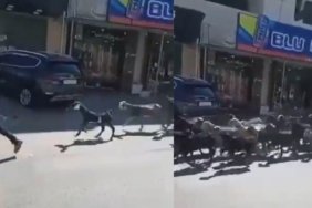 deir-ibzide-yahudi-yerlesimcilerin-hayvan-hirsizligi-olayi-ve-bati-seriadaki-guncel-tansiyon-yOmY81kw.jpg