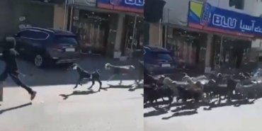 deir-ibzide-yahudi-yerlesimcilerin-hayvan-hirsizligi-olayi-ve-bati-seriadaki-guncel-tansiyon-yOmY81kw.jpg