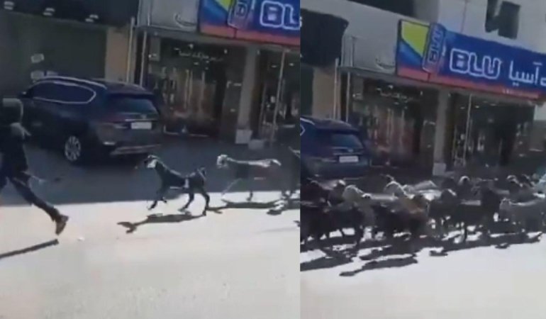 Deir Ibzi’de Yahudi Yerleşimcilerin Hayvan Hırsızlığı Olayı ve Batı Şeria’daki Güncel Tansiyon